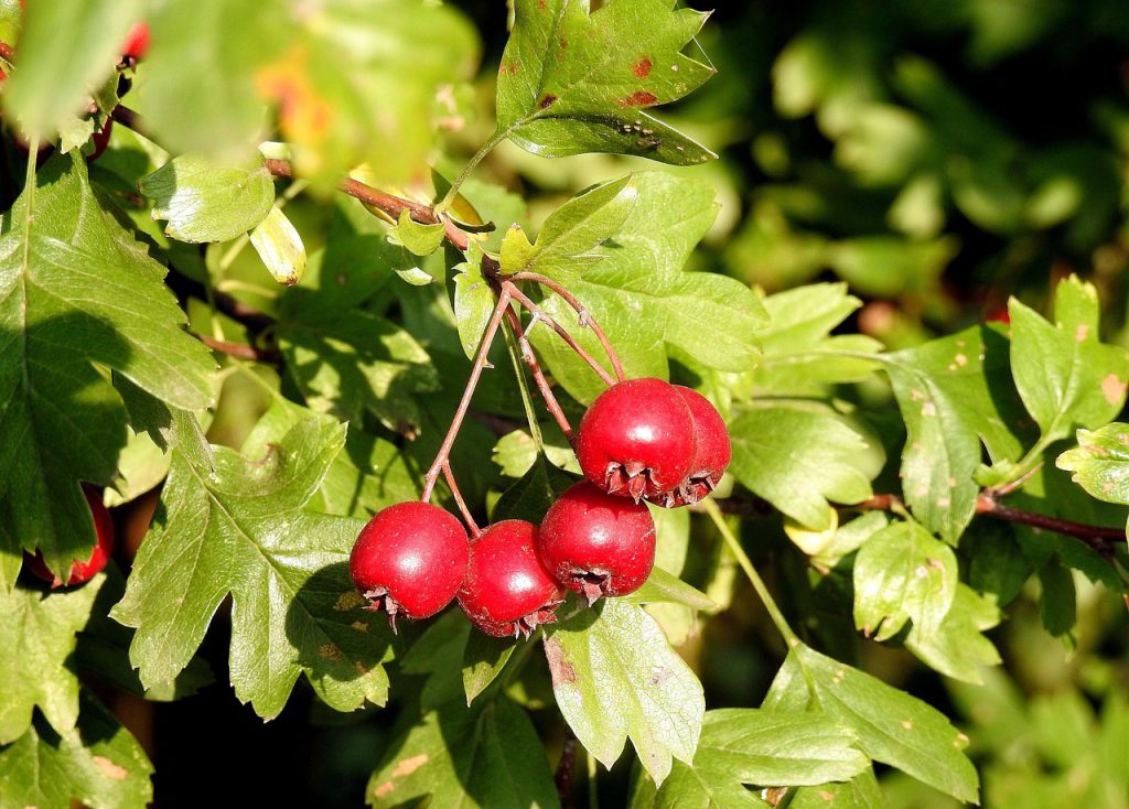 Hawthorn