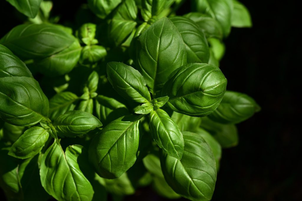Holy Basil