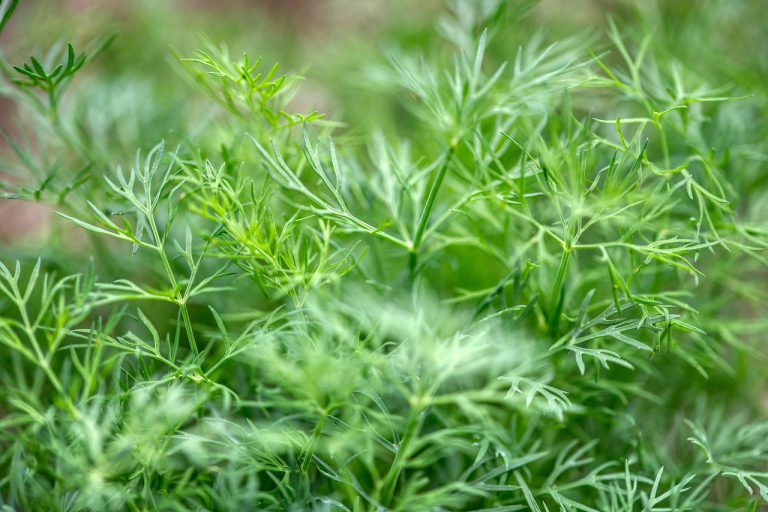 herbs